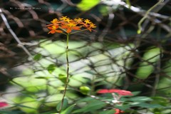 Epidendrum radicans